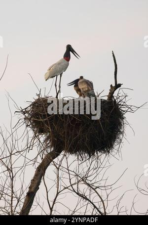 Jabiru Stork, Jabiru Mycteria, Erwachsener Storch auf seinem Nest mit Küken, pantanal Wildtiere; Pantanal Brasilien Südamerika. Pantanalvögel. Stockfoto