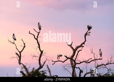 Pantanal Sonnenuntergang - Jabiru Störche auf einem Baum mit wunderschönem Sonnenuntergang farbenfrohen Himmel; wunderschöne Naturlandschaft mit Vögeln, Pantanal, Brasilien Stockfoto