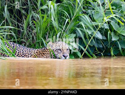 Jaguar Tiere schwimmen im Fluss; Panthera Onca, Großkatze und Scheitelräuber auf der Jagd nach Kaimanen, die Pantanal Feuchtgebiete, Pantanal, Brasilien, Südamerika. Stockfoto