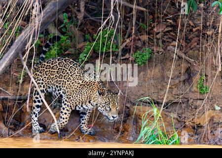 Jaguar Cat, Panthera Onca – ein wilder jaguar jagt am Flussufer im Pantanal Brasilien Südamerika. Tropische Großkatze und Spitzenräuber. Stockfoto