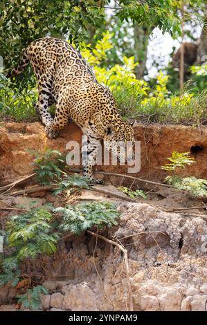 Jaguar Animal, Panthera Onca – ein wilder jaguar jagt am Flussufer im Pantanal Brasilien Südamerika. Tropische Großkatze und Spitzenräuber. Stockfoto