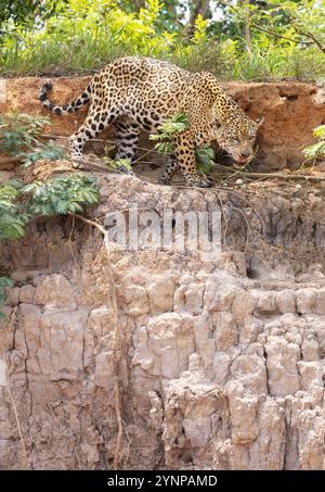 Jaguar Cat, Panthera Onca – ein wilder jaguar jagt am Flussufer im Pantanal Brasilien Südamerika. Tropische Großkatze und Spitzenräuber. Stockfoto