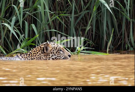 Jaguar Tiere schwimmen im Fluss; Panthera Onca, Großkatze und Scheitelräuber auf der Jagd nach Kaimanen, die Pantanal Feuchtgebiete, Pantanal, Brasilien, Südamerika. Stockfoto