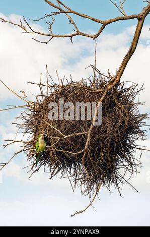 Mönchsittich, Myiopsitta Monachus und Nest, der einzige Papagei, der sein eigenes Nest gebaut hat; Pantanal Vögel und Wildtiere, Pantanal, Brasilien, Südamerika Stockfoto