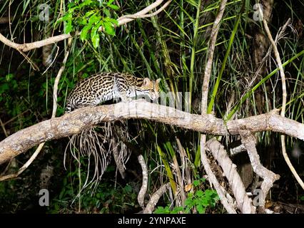 Wilder ausgewachsener männlicher Ocelot, Leopardus pardalis, mittelgroße wilde Katze, Seitenansicht, Jagd in der Abenddämmerung im Pantanal, Brasilien, Südamerika. Brasilianische Tierwelt. Stockfoto