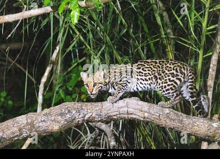 Wilder ausgewachsener männlicher Ocelot, Leopardus pardalis, mittelgroße wilde Katze, Seitenansicht, Jagd in der Abenddämmerung im Pantanal, Brasilien, Südamerika. Brasilianische Tierwelt. Stockfoto