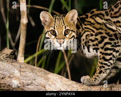 Ein erwachsener Ocelot, Leopardus pardalis, schönes Tier aus der Nähe Porträt der Katze, Pantanal Brasilien Südamerika. Südamerikanische Natur, Tierwelt Stockfoto