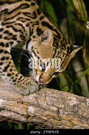 Ein erwachsener Ocelot, Leopardus pardalis, Jagd bei Nacht, Nahaufnahme, Pantanal Brasilien Südamerika. Nahaufnahme von südamerikanischen Naturtieren Stockfoto