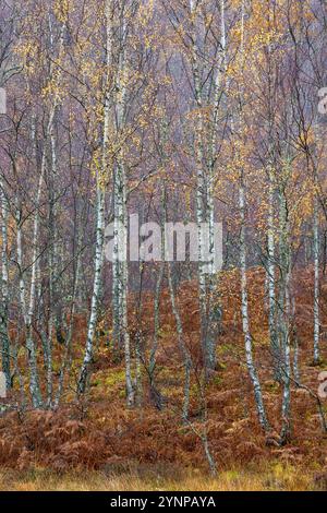 Flechten bedeckte Birken mit goldenen Blättern im Regen an einem Spätherbsttag in den schottischen Highlands, mit goldenen Bracken. Stockfoto