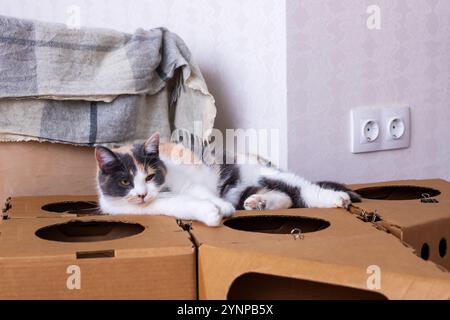 Eine wunderschöne Calico-Katze liegt bequem auf einer Pappschachtel, genießt einen gemütlichen Ort und sonnt sich in der Wärme Stockfoto