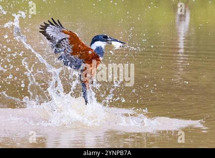 Eisvogel fischen und fangen Fische, Megaceryle Torquata, Vogel im Pantanal, Brasilien. Tierwelt im Pantanal. Stockfoto