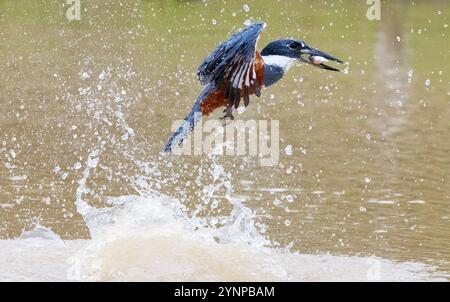 Eisvogel fischen und fangen Fische, Megaceryle Torquata, Vogel im Pantanal, Brasilien. Tierwelt im Pantanal. Stockfoto