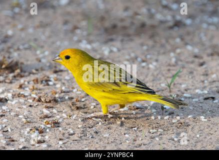 Eine Safranfinke, Sicalis flaveola, ausgewachsener Vogel, Seitenansicht, gelbe Tanagervögel oder Finken, Pantanal, Brasilien, Südamerika Stockfoto