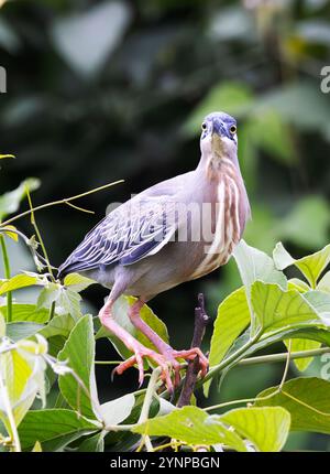 Streifenreiher, Butorides striata; ein ausgewachsener Vogel, Vorderansicht, auf einem Ast thronend, Pantanal Birds; Pantanal, Brasilien Südamerika. Stockfoto