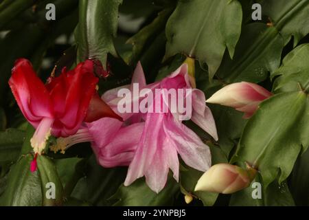 Nahaufnahme der Thanksgiving-Kaktusblüten und Blütenknospen Schlumbergera truncata, sowohl rosa als auch rot, vor einem Hintergrund von grünem Laub, mit selec Stockfoto