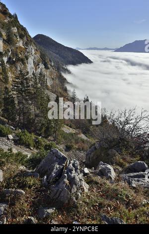 Blick von einer sonnigen Bergflanke auf das herbstliche Nebelmeer im Tal, Morgensonne, Hochstaufen, Chiemgauer Alpen, Oberbayern, Bayern, Deutschland, E Stockfoto