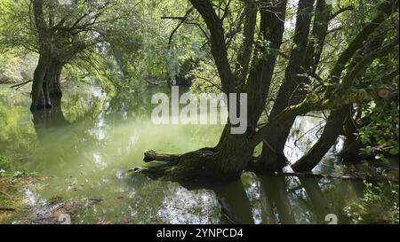 Überschwemmungen im Schwemmwald am Alten Rhein Stockfoto