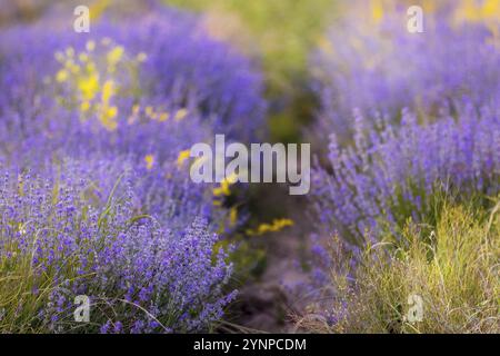 Lavendelviolette Blüten Reihen und gelbe Wildblumen aus nächster Nähe, Sommerfeld Stockfoto