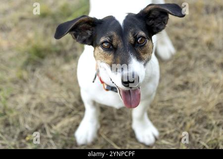 Porträt eines süßen Hundespielers, der im Park im Freien spielt Stockfoto