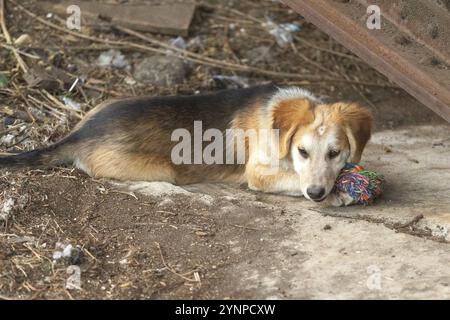 Roter Hündchen, der draußen liegt. Gemischte Rasse Straßenhund Stockfoto