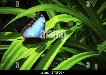 Schmetterlinge auf wunderschönen Pflanzen, während Sie in der Sonne verweilen Stockfoto