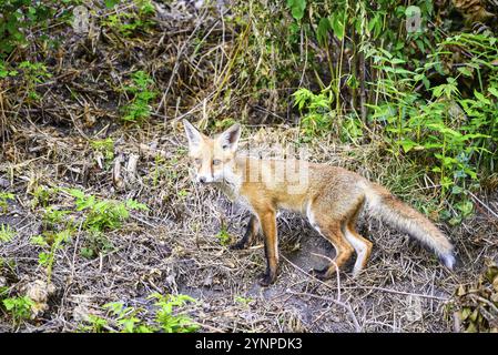 Ein Fuchs auf der Peacock Island in Berlin, der nicht schüchtern ist Stockfoto