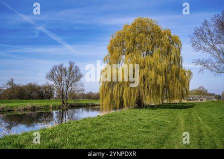Eine wunderschöne Weide am Ufer der Unstrut unter einem blauen Frühlingshimmel Stockfoto