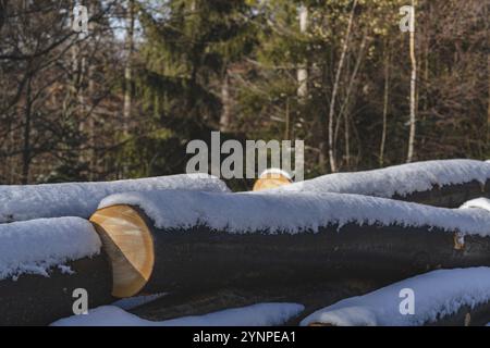 In den polnischen Bergen verschneite Holzscheite. Spätherbst Stockfoto