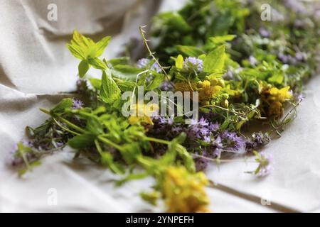 Hypericum perforatum, Johanniskraut und frische Thymian-Blüten trocknen auf dem Papier Stockfoto