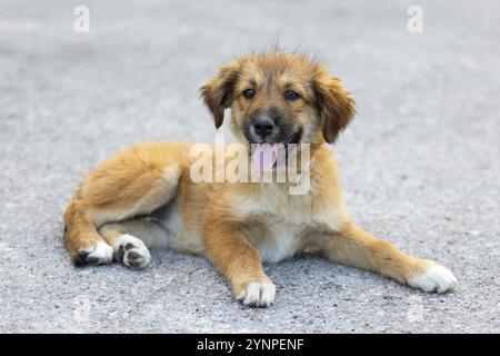 Roter Hündchen, der draußen liegt. Mischhund Stockfoto