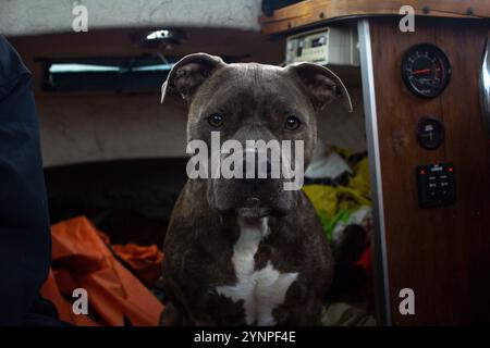 Ein grauer Pitbull auf einem Boot, der ernst aussieht Stockfoto