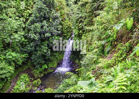 Der Emerald Pool ist einer der beliebtesten Orte auf der karibischen Insel Dominica und ein Reiseziel für viele Touristen Stockfoto