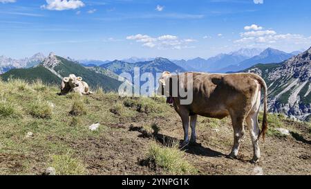 Zwei Kühe auf einer Weide mit herrlichem Bergpanorama im Tannheimer Tal Stockfoto