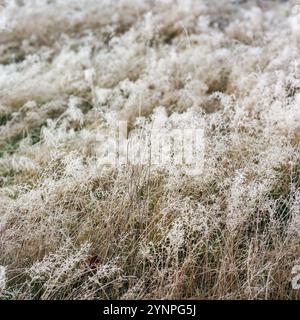 Ein quadratisches Bild auf einem mittelformatigen Film eines Feldes aus hohem Gras, bedeckt mit einer Schicht aus strahlend weißem Frost an einem frühen Wintermorgen im Pacif Stockfoto