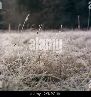 Ein quadratisches Bild auf einem mittelformatigen Film eines Feldes aus hohem Gras, bedeckt mit einer Schicht aus strahlend weißem Frost an einem frühen Wintermorgen im Pacif Stockfoto