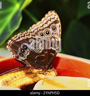 Schmetterlinge auf wunderschönen Pflanzen, während Sie in der Sonne verweilen Stockfoto