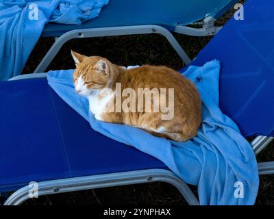 Tagsüber liegen Katzen auf Blue Beach Stühlen in sonnigem Outdoor Setting Stockfoto