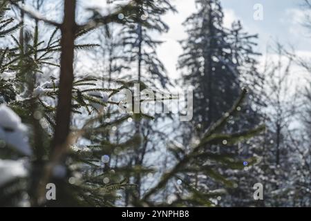 Erste Anzeichen von Schnee auf einer Tanne in der neuen Saison in den Bergen, Polen Szczyrk Stockfoto