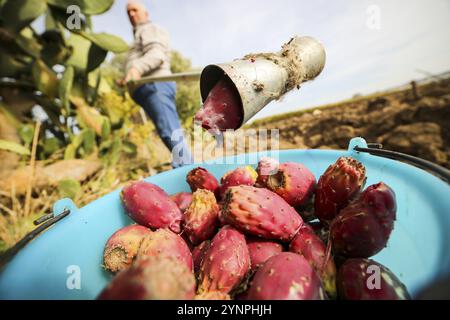 Männliche Kommissionierung Feigenkakteen mit einem genialen Tool. Canosa DP, Apulien. Italien Stockfoto