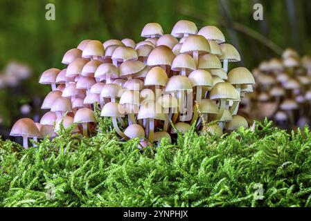 Ein Blick auf einen schönen Pilz im Wald mit grünem Moos in schönem Licht Stockfoto