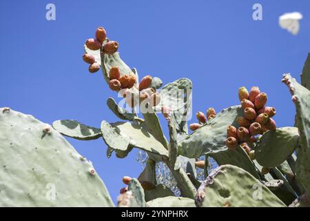 Kaktus mit vielen Reifen Kaktusfeigen. Canosa DP, Puglia. Italien Stockfoto