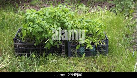 Grüne junge Tomatensämlinge in Kisten auf dem Gras. Stockfoto