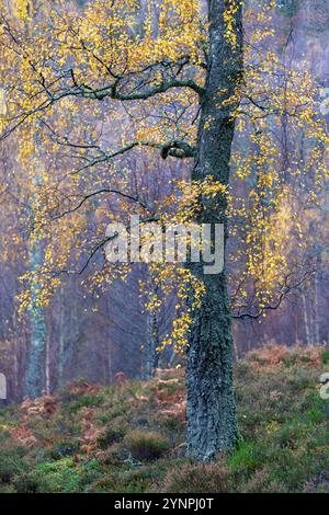 Flechten bedeckte Birken mit goldenen Blättern im Regen an einem Spätherbsttag in den schottischen Highlands, mit goldenen Bracken. Stockfoto