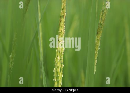 Nahaufnahme von leuchtend grünen Reisstielen mit zarten Körnern und Blüten. Stockfoto