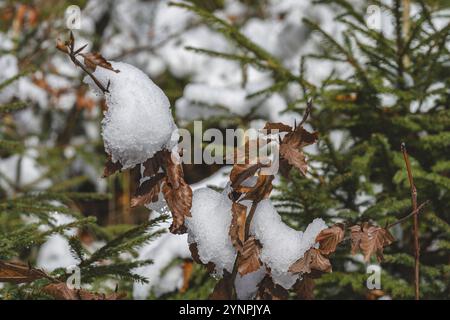 Erste Anzeichen von Schnee auf einer Tanne in der neuen Saison in den Bergen, Polen Szczyrk Stockfoto