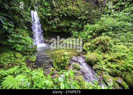 Der Emerald Pool ist einer der beliebtesten Orte auf der karibischen Insel Dominica und ein Reiseziel für viele Touristen Stockfoto