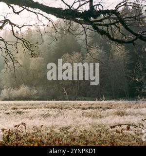 Ein Feld mit hohem Gras und blattlosen Winterbäumen, bedeckt mit einer Schicht Winterfrost an einem kalten Morgen. Stockfoto