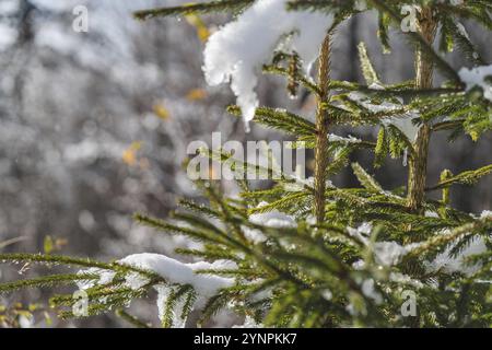 Erste Anzeichen von Schnee auf einer Tanne in der neuen Saison in den Bergen, Polen Szczyrk Stockfoto