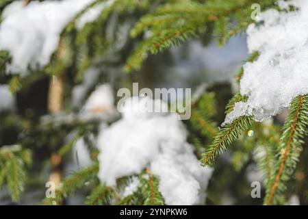 Erste Anzeichen von Schnee auf einer Tanne in der neuen Saison in den Bergen, Polen Szczyrk Stockfoto