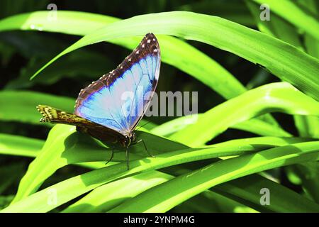 Schmetterlinge auf wunderschönen Pflanzen, während Sie in der Sonne verweilen Stockfoto